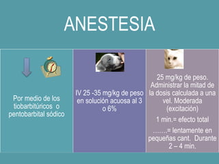 ANESTESIA
Por medio de los
tiobarbitúricos o
pentobarbital sódico
IV 25 -35 mg/kg de peso
en solución acuosa al 3
o 6%
25 mg/kg de peso.
Administrar la mitad de
la dosis calculada a una
vel. Moderada
(excitación)
1 min.= efecto total
…….= lentamente en
pequeñas cant. Durante
2 – 4 min.
 