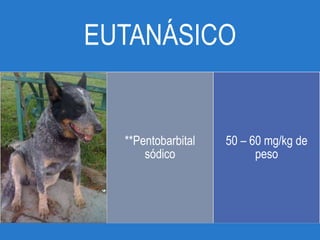 EUTANÁSICO
**Pentobarbital
sódico
50 – 60 mg/kg de
peso
 