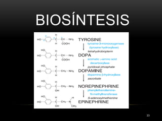 BIOSÍNTESIS
23
 