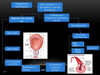 25
Antagonistas
Adrenérgicos
El bloqueo por
antagonistas adrenérgicos
provoca
Relajación del musculo
liso
Vasodilatación
Permitiendo la
miccion
Uretra (proximal
y prostática)
Esfínter vesical
Trígono Vesical
Sobre receptores  -1,
que median el tono del
musculo liso
Provocando
Disminución de:
Gasto
cardiaco
Retorno
Venoso
Hipotensión
En hiperplasia
benigna de
próstata
 