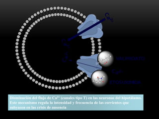 Disminución del flujo de Ca2+ (canales tipo T) en las neuronas del hipotálamo.
Este mecanismo regula la intensidad y frecuencia de las corrientes que
subyacen en las crisis de ausencia
 