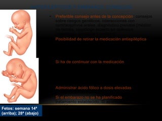 ANTIEPILÉPTICOS Y EMBARAZO: CONSEJOS
• Preferible consejo antes de la concepción: consejos
sobre riesgos genéticos, interacciones con
contraceptivos orales, diagnóstico prenatal (médico
de familia, neurólogo experto en epilepsia,
ginecólogo, genetista y pediatra).
• Posibilidad de retirar la medicación antiepiléptica con
seis meses de antelación a la planificación de la
concepción (si la mujer ha estado entre 2 y 5 años
sin crisis convulsivas, y con limitados factores de
riesgo).
• Si ha de continuar con la medicación:
• Intentar la monoterapia (evitar asociaciones de varios
medicamentos antiepilépticos).
• Evitar formulaciones de uso único diario (evitar CMÁX
elevadas asociadas a importante fluctuación diaria de
las concentraciones, sobre todo si se usa Valproato).
• Administrar ácido fólico a dosis elevadas (4g/día)
[sobre todo con Carbamacepina o Valproato].
• Si el embarazo no se ha planificado, continuar con el
tratamiento establecido. Si aparecen crisis, hay que
considerar:
• Incumplimiento del tratamiento por la paciente.
• Modificación de las concentraciones en suero.
Fetos: semana 14ª
(arriba); 28ª (abajo)
 