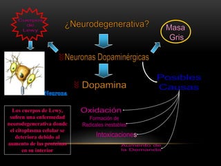 Los cuerpos de Lewy,
sufren una enfermedad
neurodegenerativa donde
el citoplasma celular se
deteriora debido al
aumento de las proteínas
en su interior
 