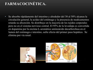 FARMACOCINÉTICA.
• Se absorbe rápidamente del intestino y alrededor del 30 al 50% alcanza la
circulación general, la acidez del estómago y la presencia de medicamentos
retarda su absorción. Se distribuye en la mayoría de los tejidos corporales
pero no en el sistema nervioso central. El 95% de la levodopa es convertida
en dopamina por la enzima L-aromático aminoácido decarboxilasa en el
lumen del estómago e intestino, sufre efecto del primer paso hepático. Se
elimina por vía renal.
 