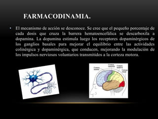 FARMACODINAMIA.
• El mecanismo de acción se desconoce. Se cree que el pequeño porcentaje de
cada dosis que cruza la barrera hematoencefálica se descarboxila a
dopamina. La dopamina estimula luego los receptores dopaminérgicos de
los ganglios basales para mejorar el equilibrio entre las actividades
colinérgica y dopaminérgica, que conducen, mejorando la modulación de
los impulsos nerviosos voluntarios transmitidos a la corteza motora.
 