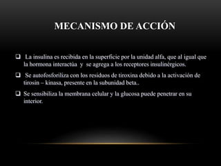 MECANISMO DE ACCIÓN
 La insulina es recibida en la superficie por la unidad alfa, que al igual que
la hormona interactúa y se agrega a los receptores insulinérgicos.
 Se autofosforiliza con los residuos de tiroxina debido a la activación de
tirosin – kinasa, presente en la subunidad beta..
 Se sensibiliza la membrana celular y la glucosa puede penetrar en su
interior.
 