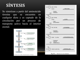 SÍNTESIS
Se sintetizan a partir del aminoácido
tirosina que se encuentra en
cualquier dieta y es captado de la
circulación por un proceso de
transporte activo hacia el interior
axonal.
 