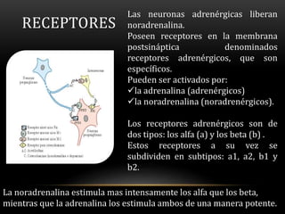 RECEPTORES
Las neuronas adrenérgicas liberan
noradrenalina.
Poseen receptores en la membrana
postsináptica denominados
receptores adrenérgicos, que son
específicos.
Pueden ser activados por:
la adrenalina (adrenérgicos)
la noradrenalina (noradrenérgicos).
Los receptores adrenérgicos son de
dos tipos: los alfa (a) y los beta (b) .
Estos receptores a su vez se
subdividen en subtipos: a1, a2, b1 y
b2.
La noradrenalina estimula mas intensamente los alfa que los beta,
mientras que la adrenalina los estimula ambos de una manera potente.
 