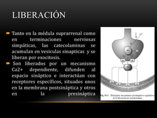LIBERACIÓN
 Tanto en la médula suprarrenal como
en terminaciones nerviosas
simpáticas, las catecolaminas se
acumulan en vesiculas sinapticas y se
liberan por exocitosis.
 Son liberados por un mecanismo
Ca2+ dependiente, difunden al
espacio sináptico e interactúan con
receptores específicos, situados unos
en la membrana postsináptica y otros
en la presináptica
 
