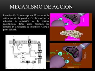 MECANISMO DE ACCIÓN
Adrenalina
La activación de los receptores β2 promueve la
activación de la proteína Gs, la cual va a
estimular la activación de la enzima
adenilciclasa, dando como resultado un
aumento en la velocidad de síntesis del AMPc a
partir del ATP.
 