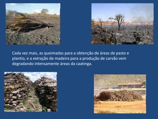 Reservas ecológicas e parques de preservação- Estação Ecológica Raso da Catarina (BA)	A Estação Ecológica Raso da Catarina é localizada entre o rio São Francisco e o rio Vaza-Barris na região mais seca do estado da Bahia. Ela fica em uma zona de transição entre o clima árido e semi-árido. A estação visa proteger os animais e as plantas presentes na região, lá vive a arara-azul-de-lear que é bastante ameaçada de extinção. A Estação Ecológica Raso da Catarina é administrada pelo IBAMA da Bahia.Estação Ecológica Raso da Catarina