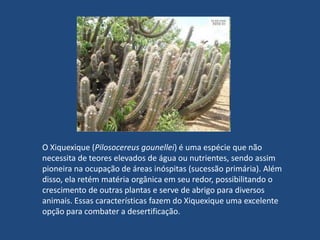 A Degradação da Caatinga e sua Recuperação