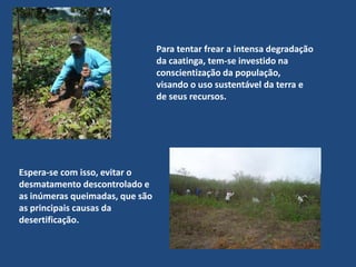 Na caatinga, as principais atividades econômicas são: A agricultura de subsistência.