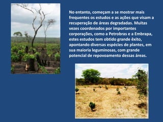  A pecuária extensiva.- O corte de vegetação lenhosa para produção de carvão.