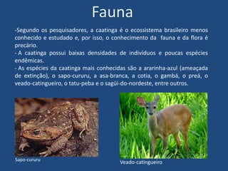 FaunaSegundo os pesquisadores, a caatinga é o ecossistema brasileiro menos conhecido e estudado e, por isso, o conhecimento da  fauna e da flora é precário.