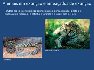  As espécies da caatinga mais conhecidas são a ararinha-azul (ameaçada de extinção), o sapo-cururu, a asa-branca, a cotia, o gambá, o preá, o veado-catingueiro, o tatu-peba e o sagüi-do-nordeste, entre outros.Sapo-cururuVeado-catingueiro