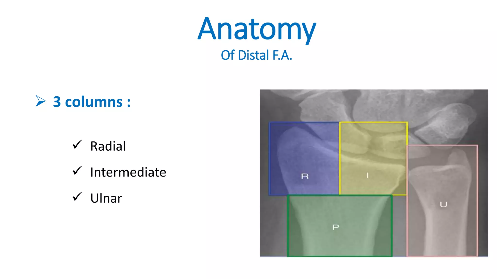 Anatomy
Of Distal F.A.
 3 columns :
 Radial
 Intermediate
 Ulnar
 