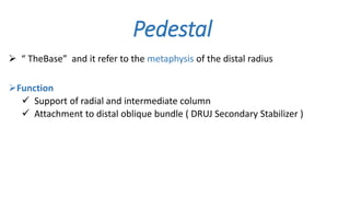 Pedestal
 “ TheBase” and it refer to the metaphysis of the distal radius
Function
 Support of radial and intermediate column
 Attachment to distal oblique bundle ( DRUJ Secondary Stabilizer )
 