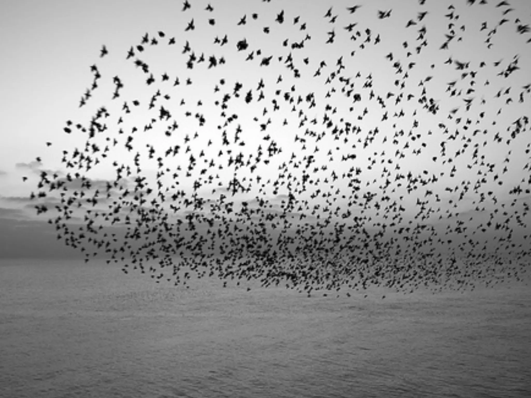 BIRDS
STAY CLOSE
MATCH VELOCITY
AVOID OBSTACLES
 