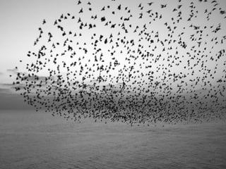 BIRDS
STAY CLOSE
MATCH VELOCITY
AVOID OBSTACLES
 