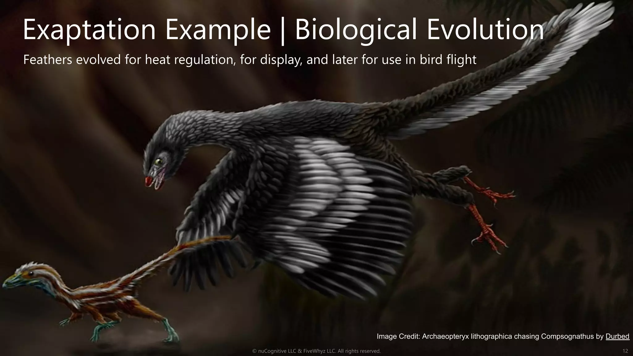 Exaptation Example | Biological Evolution
© nuCognitive LLC & FiveWhyz LLC. All rights reserved. 12
Feathers evolved for heat regulation, for display, and later for use in bird flight
Image Credit: Archaeopteryx lithographica chasing Compsognathus by Durbed
 