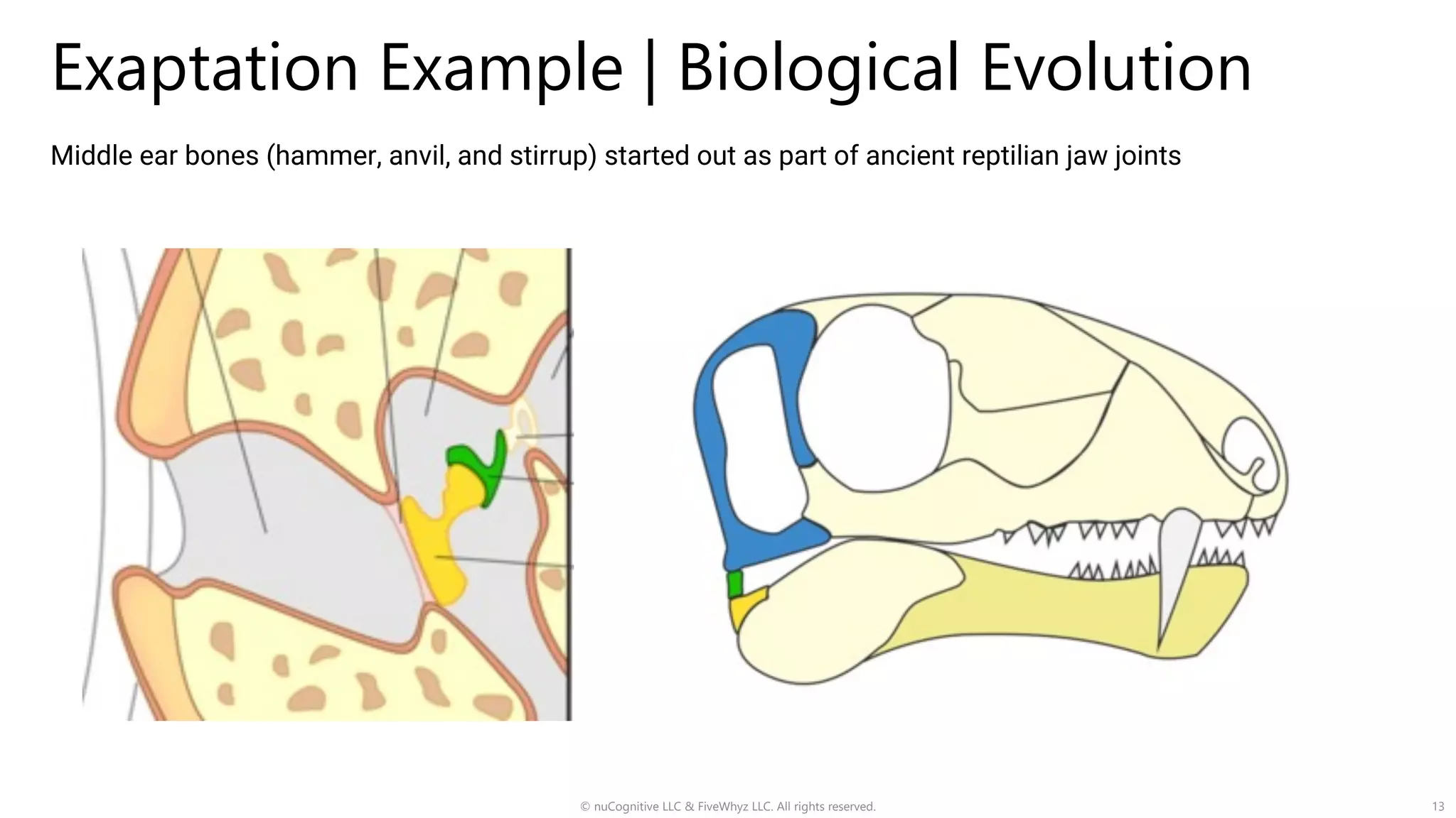 Exaptation Example | Biological Evolution
© nuCognitive LLC & FiveWhyz LLC. All rights reserved. 13
Middle ear bones (hammer, anvil, and stirrup) started out as part of ancient reptilian jaw joints
 