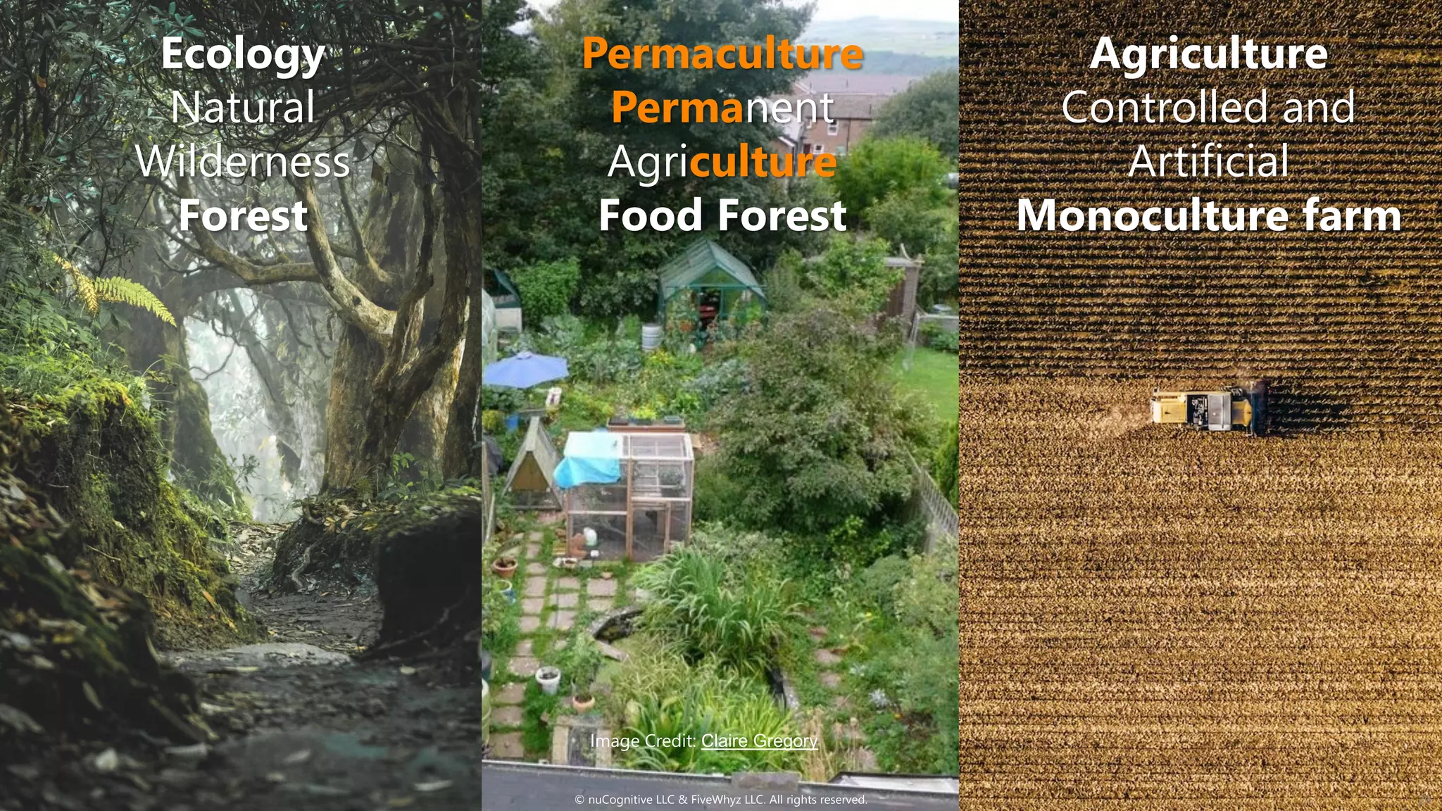 Image Credit: Claire Gregory
© nuCognitive LLC & FiveWhyz LLC. All rights reserved. 20
Permaculture
Permanent
Agriculture
Food Forest
Ecology
Natural
Wilderness
Forest
Agriculture
Controlled and
Artificial
Monoculture farm
 