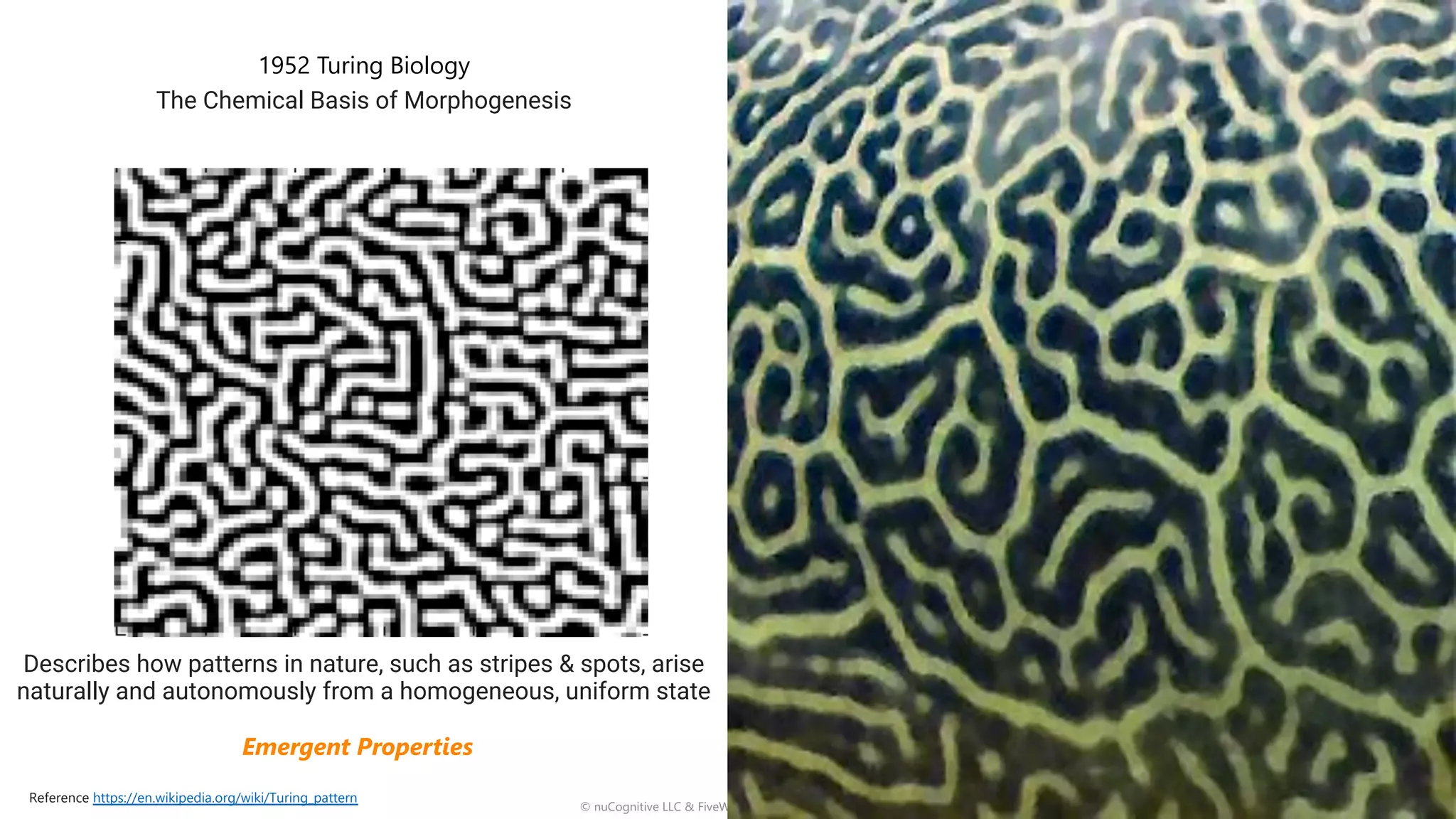 Copyright © W.R. Owens
© nuCognitive LLC & FiveWhyz LLC. All rights reserved. 5
1952 Turing Biology
The Chemical Basis of Morphogenesis
Describes how patterns in nature, such as stripes & spots, arise
naturally and autonomously from a homogeneous, uniform state
Reference https://en.wikipedia.org/wiki/Turing_pattern
Emergent Properties
 