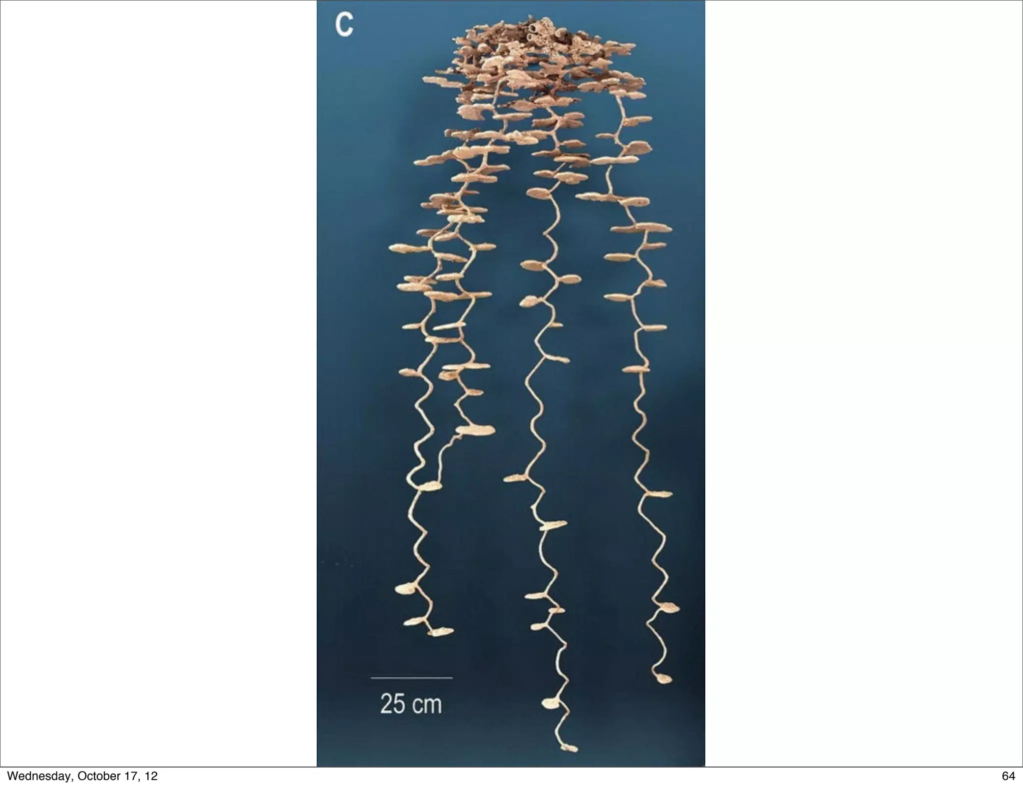 Wednesday, October 17, 12   64
 