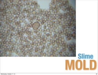 Slime

Wednesday, October 17, 12
                            MOLD     45
 