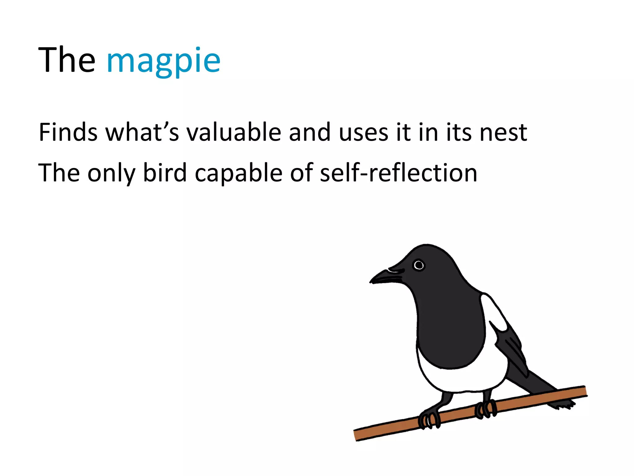 The magpie
Finds what’s valuable and uses it in its nest
The only bird capable of self-reflection
 