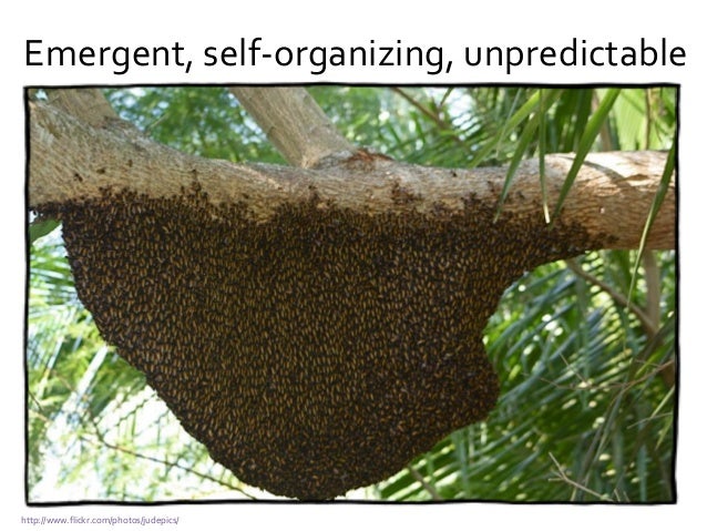 Image result for emergent self organization