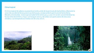 Clima tropical
El clima tropical de sabana se presenta al norte y este de la península de Santa Elena. Abarcaría la
zona más occidental de las provincias de Guayas, exceptuando la península de Santa Elena,
Manabí y Esmeraldas. Llueve aproximadamente entre 500 y 1.000 mm al año concentrándose las
lluvias entre diciembre y mayo. Los bosques secos y de ceibos son particulares de esta zona
climática. Las temperaturas medias son de unos 26 0 C.
 