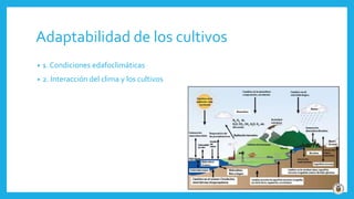 Adaptabilidad de los cultivos
• 1. Condiciones edafoclimáticas
• 2. Interacción del clima y los cultivos
 