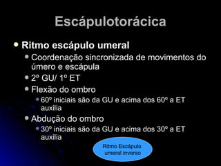  Ritmo escápulo umeralRitmo escápulo umeral
 Coordenação sincronizada de movimentos doCoordenação sincronizada de movimentos do
úmero e escápulaúmero e escápula
 2º GU/ 1º ET2º GU/ 1º ET
 Flexão do ombroFlexão do ombro
 60º iniciais são da GU e acima dos 60º a ET60º iniciais são da GU e acima dos 60º a ET
auxiliaauxilia
 Abdução do ombroAbdução do ombro
 30º iniciais são da GU e acima dos 30º a ET30º iniciais são da GU e acima dos 30º a ET
auxiliaauxilia
EscápulotorácicaEscápulotorácica
Ritmo Escápulo
umeral inverso
 