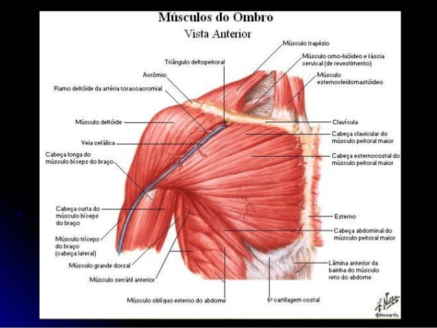 Doombr Complexo articular do ombro