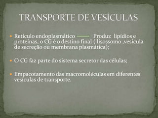  Retículo endoplasmático Produz lipídios e
proteínas, o CG é o destino final ( lisossomo ,vesícula
de secreção ou membrana plasmática);
 O CG faz parte do sistema secretor das células;
 Empacotamento das macromoléculas em diferentes
vesículas de transporte.
 
