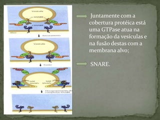 Juntamente com a
cobertura protéica está
uma GTPase atua na
formação da vesículas e
na fusão destas com a
membrana alvo;
SNARE.
 