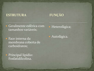 ESTRUTURA
 Geralmente esférica com
tamanhos variáveis;
 Face interna da
membrana coberta de
carboidratos;
 Principal lipídio:
Fosfatidilcolina.
 Heterofágica;
 Autofágica.
FUNÇÃO
 