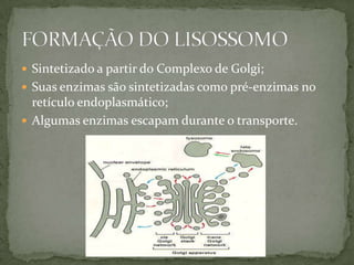  Sintetizado a partir do Complexo de Golgi;
 Suas enzimas são sintetizadas como pré-enzimas no
retículo endoplasmático;
 Algumas enzimas escapam durante o transporte.
 