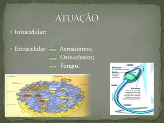  Intracelular;
 Extracelular Acrossomos;
Osteoclastos;
Fungos.
 