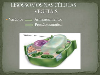  Vacúolos Armazenamento;
Pressão osmótica.
 