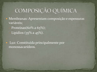  Membranas: Apresentam composição e espessuras
variáveis;
- Proteínas(60% a 65%);
- Lipídios (35% a 45%).
 Luz: Constituída principalmente por
monossacarídeos.
 