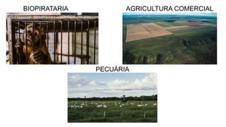BIOPIRATARIA AGRICULTURA COMERCIAL
PECUÁRIA
 