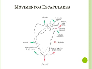 MOVIMENTOS ESCAPULARES
 
