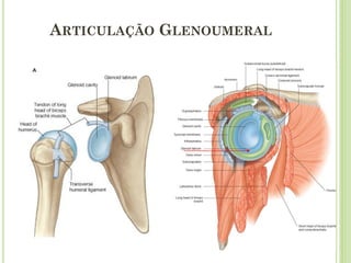ARTICULAÇÃO GLENOUMERAL
 