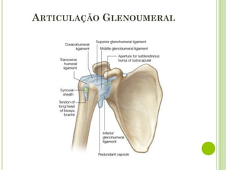 ARTICULAÇÃO GLENOUMERAL
 