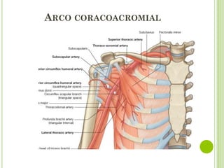 ARCO CORACOACROMIAL
 