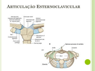 ARTICULAÇÃO ESTERNOCLAVICULAR
 