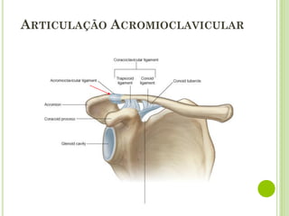 ARTICULAÇÃO ACROMIOCLAVICULAR
 